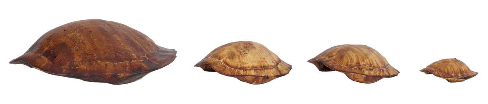 Group of Four Louisiana Red Eared Turtle Shells, 20th c., Smallest- H.- 2 in., W.- 3 1/2 in., D.- 4 - 3