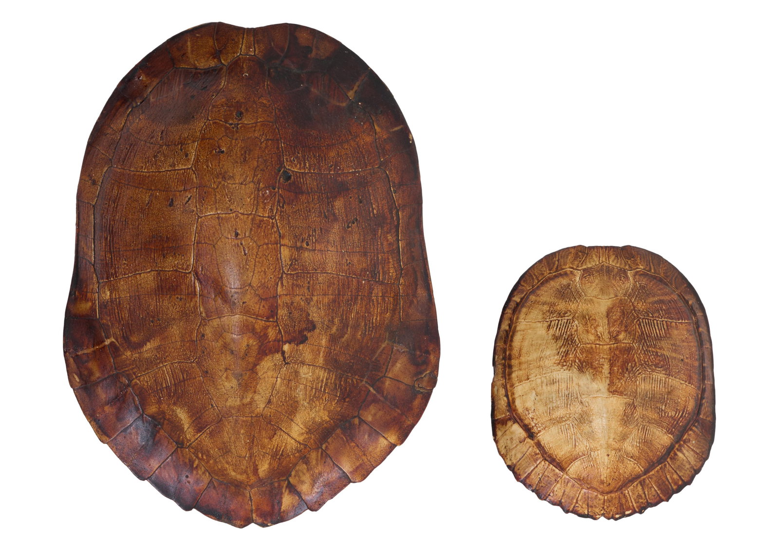 Group of Four Louisiana Red Eared Turtle Shells, 20th c., Smallest- H.- 2 in., W.- 3 1/2 in., D.- 4 - 4