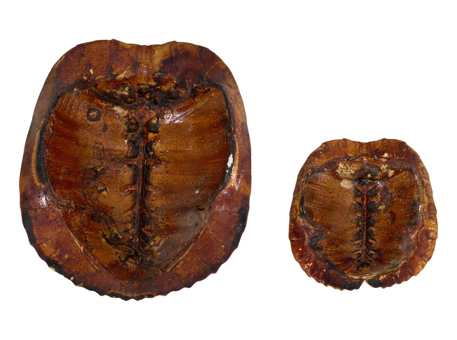Group of Four Louisiana Red Eared Turtle Shells, 20th c., Smallest- H.- 2 in., W.- 3 1/2 in., D.- 4 - 7