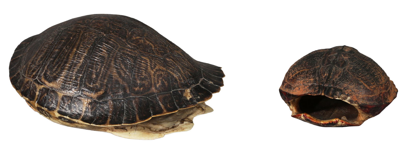 Two Red Ear Turtle Shells, Larger- H.- 6 in., W.- 8 1/2 in., D.- 12 in.; Smaller- H.- 3 1/2 in., W.- (1 of 3)