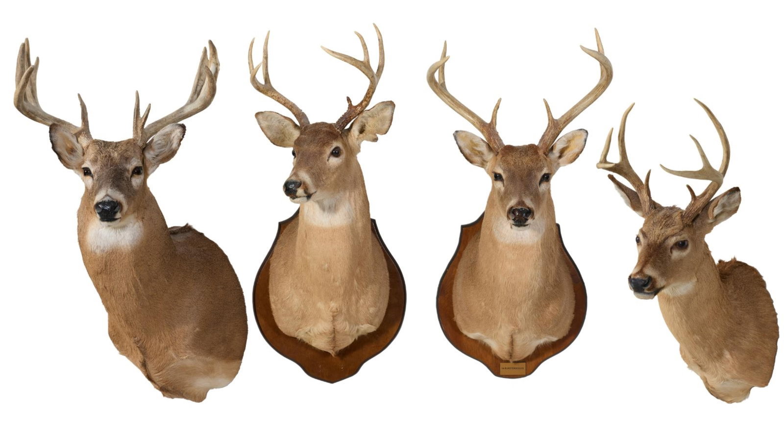 Four Buck Taxidermy Shoulder Mounts, 20th c., Largest - H.- 36 in., W.- 57 in., D.- 35 in. (4 Pcs.) (1 of 14)