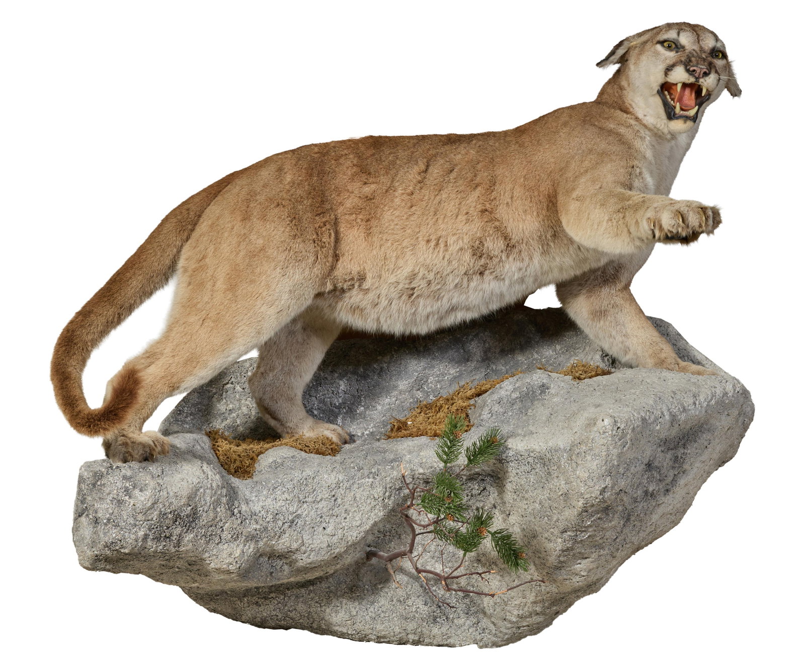 Mountain Lion Mount, 20th c., H.- 36 in., W.- 57 in., D.- 35 in. (1 of 4)
