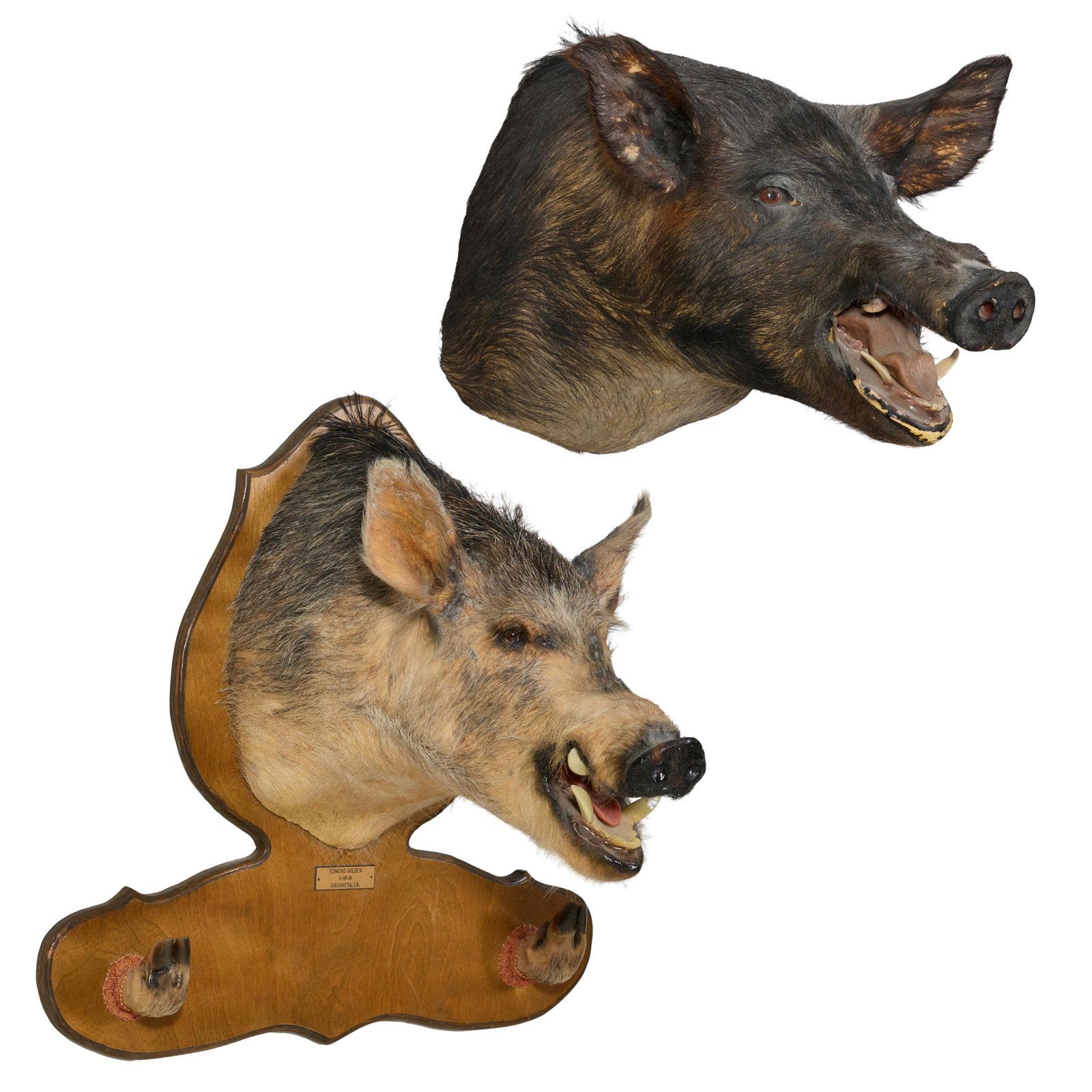 Two Wild Boar Mounts, 20th c., Mounted- H.- 30 in., W.- 27 in., D.- 25 in.; Unmounted - H.- 16 in.,: Two Wild Boar Mounts, 20th c., one mounted on a mahogany back plate, with a double hoof gun rack, Mounted- H.- 30 in., W.- 27 in., D.- 25 in.; Unmounted - H.- 16 in., W.- 18 1/2 in., D.- 24 in. (2 Pcs