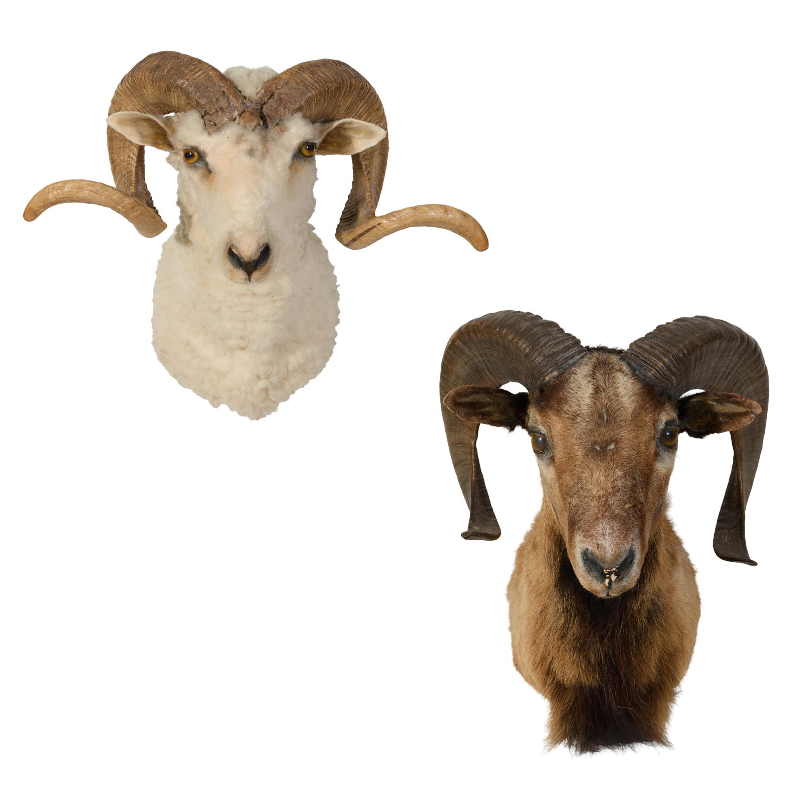 Two Ram Taxidermy Shoulder Mounts, 20th c., Merino- H.- 22 in., W.- 22 in., D.- 12 1/2 in.,: Two Ram Taxidermy Shoulder Mounts, 20th c., one of a Merino ram and the other a Corsican ram, each facing forward, Merino- H.- 22 in., W.- 22 in., D.- 12 1/2 in., Corsican- H.- 22 in., W.- 14 in., D. 
