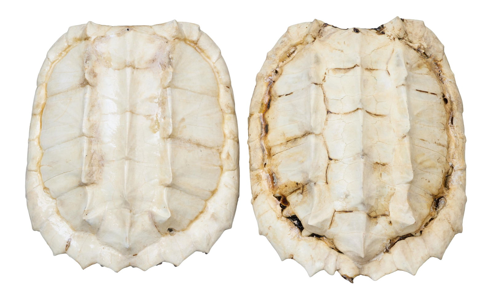 Two Large Bleached Alligator Snapping Turtle Shells, 20th/21st c., Larger- H.- 6 3/4 in., W.- 14 1/2 (1 of 3)