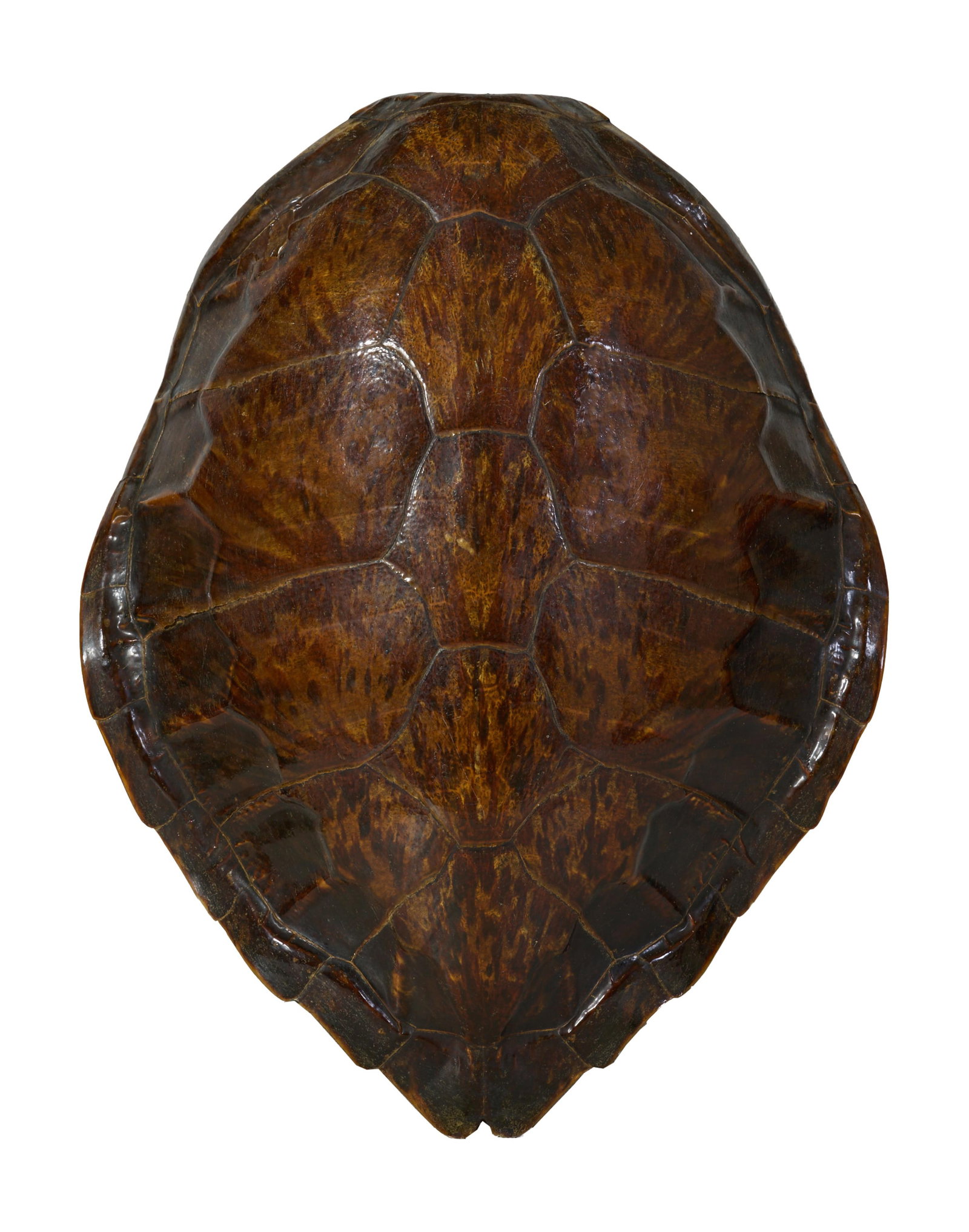 Large Loggerhead Sea Turtle Shell, 20th c., H.- 5 in., W.- 17 1/4 in., L.- 22 in. (1 of 4)