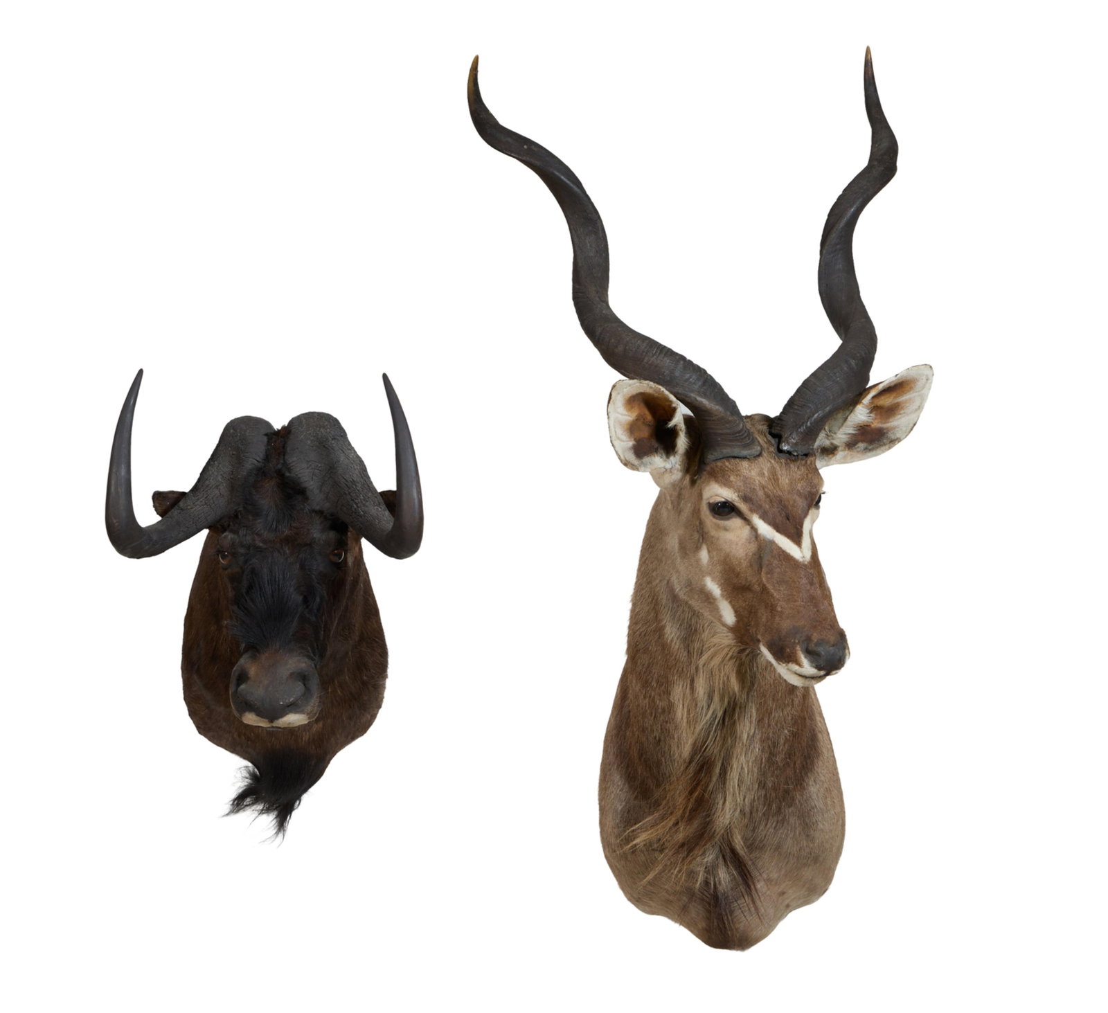 Black Wildebeest and Kudu Taxidermy Shoulder Mounts, late 20th c., Kudu- H.- 60 in., W.- 27 in., D.- (1 of 4)