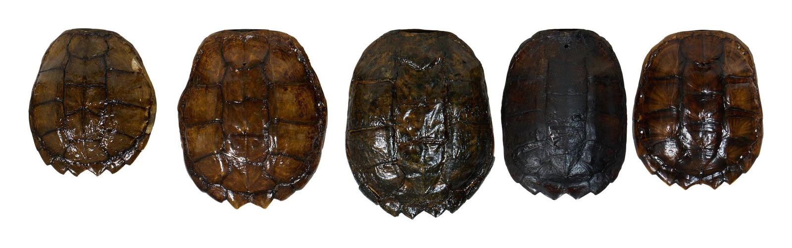 Five Graduated Snapping Turtle Shells, 21st c., Largest- H.- 12 5/8 in., W.- 10 1/4 in., D.- 3 1/2: Five Graduated Snapping Turtle Shells, 21st c., thirteen panel backs, with sawtooth bottom, lacquered finish, Largest- H.- 12 5/8 in., W.- 10 1/4 in., D.- 3 1/2 in. (5 Pcs.)