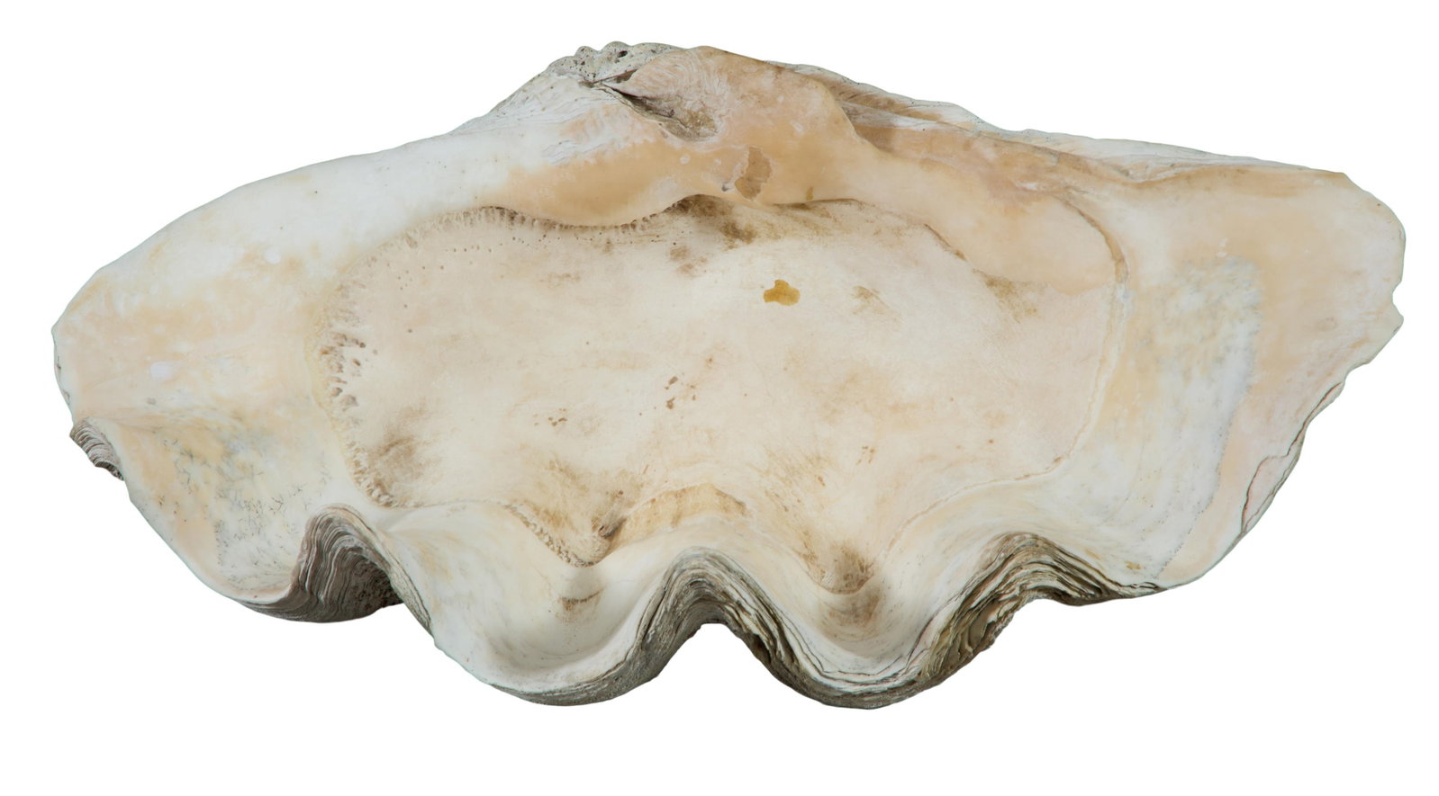 Giant Clam Shell Half, H.- 7 in., W.- 21 3/4 in., D.- 13 1/2 in. (1 of 2)