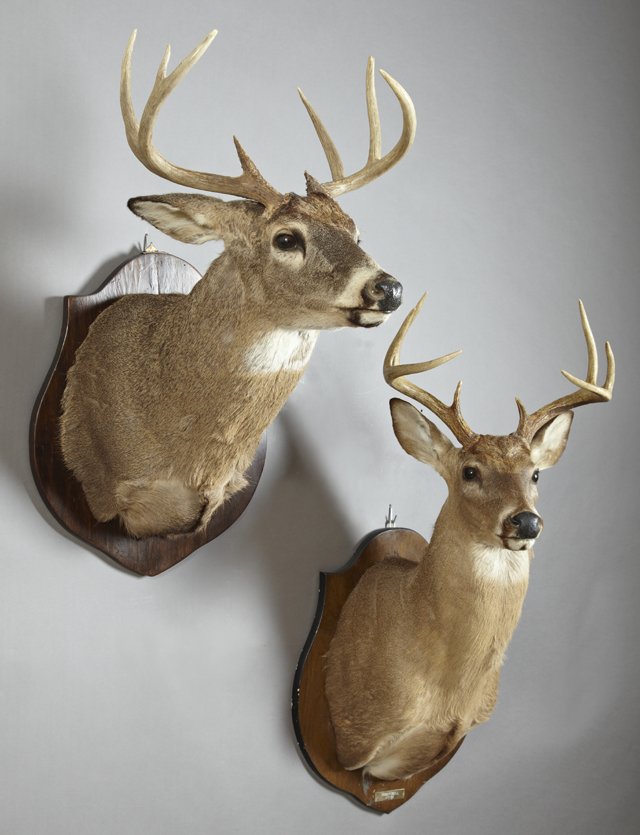 Two Taxidermied Buck Mounts, one 8 points, 1997, and: Two Taxidermied Buck Mounts, one 8 points, 1997, and one 7 points, both mounted on shield shaped wooden back plates, H.- 43 in., W.- 19 in., D.- 20 in., and H.- 34 in., W.- 19 in., D.- 28 in.