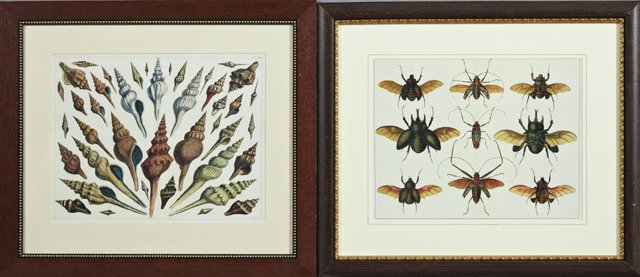Albertus Seba (1665-1736), "Beetles," and "Seashells,": Albertus Seba (1665-1736), "Beetles," and "Seashells," late 19th c., two prints, after the 17th c. originals, framed, H.- 13 in., W.- 17 in. (2 Pcs.)