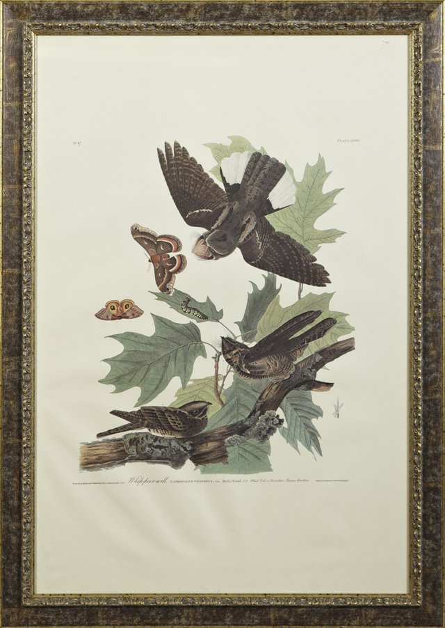 John James Audubon (1785-1851), "Whip-poor-will," No.: John James Audubon (1785-1851), "Whip-poor-will," No. 17, Plate 82, Amsterdam edition, framed, H.- 39 in., W.- 25 1/2 in.