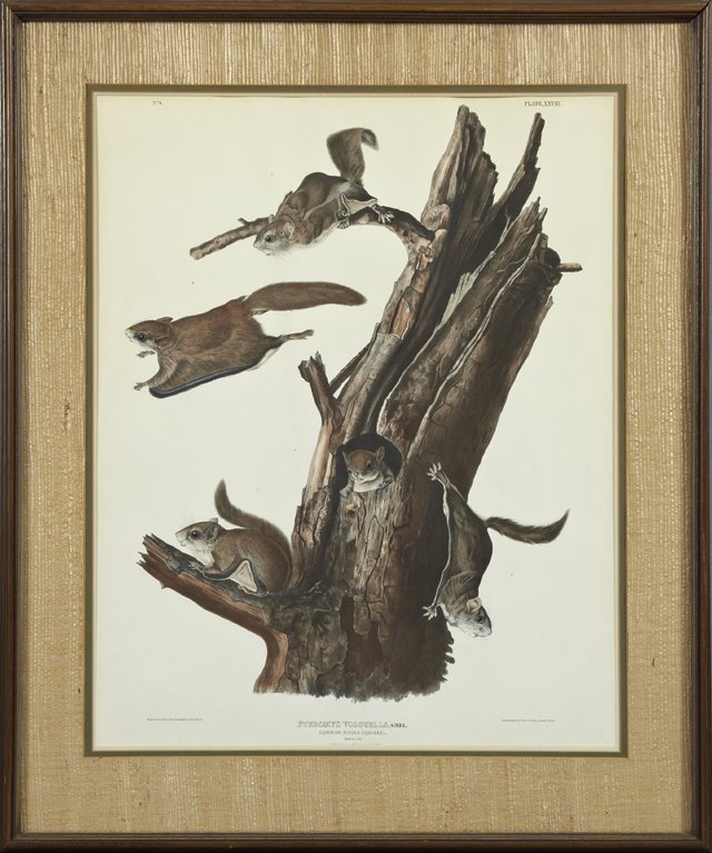 John James Audubon (1785-1851), "Pteromys Volucella,": John James Audubon (1785-1851), "Pteromys Volucella," Plate 28, No. 6, 20th c., framed, H.- 25 1/2 in., W.- 20 in.