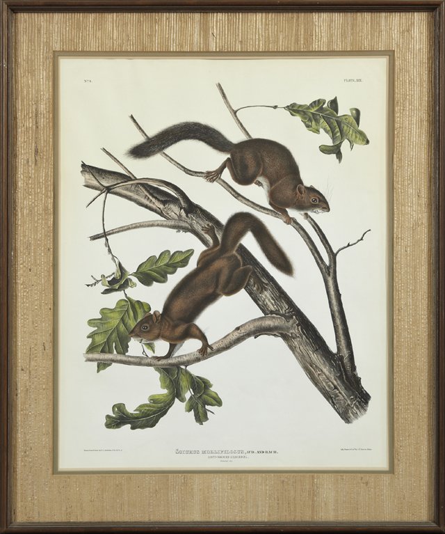 John James Audubon (1785-1851), "Sciurus Mollipilosus,": John James Audubon (1785-1851), "Sciurus Mollipilosus," Plate 19, No. 4, 20th c., framed, H.- 24 in., W.- 20 in.