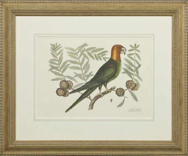 Mark Catesby (1682-1749), "The Parrot of Carolina,": Mark Catesby (1682-1749), "The Parrot of Carolina," 20th c., colored engraving, after the original, gilt framed, H.- 11 5/8 in., W.- 16 1/4 in.