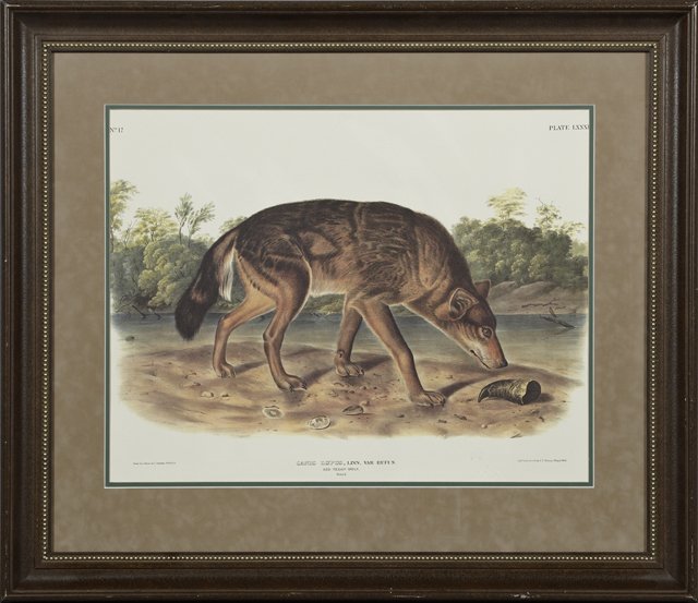 John James Audubon (1785-1851), "Red Texan Wolf," plate: John James Audubon (1785-1851), "Red Texan Wolf," plate #82, No. 12, 20th c., from his Quadruped series, presented in a craquelure finish frame, H.- 19 in., W.- 24 1/2 in.