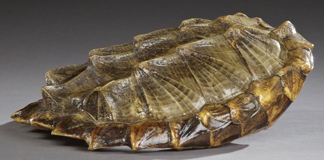 Large Louisiana Snapping Turtle Shell, 20th c., H.- 7: Large Louisiana Snapping Turtle Shell, 20th c., H.- 7 in., W.- 19 in., D.- 16 in.