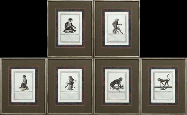 Jacobs, "Monkeys," suite of six Italian black and white: Jacobs, "Monkeys," suite of six Italian black and white engravings, 19th c., each species identified at the bottom with text in Italian, presented in silvered faux bamboo frames, Each- H.- 13 in., W.-