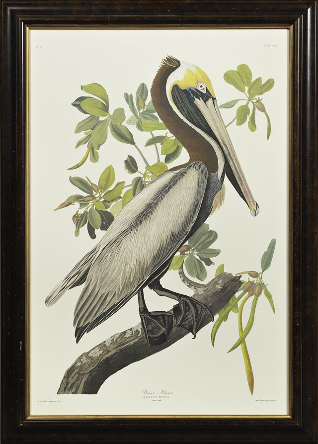John James Audubon (1785-1851), "Brown Pelican," No.: John James Audubon (1785-1851), "Brown Pelican," No. 51, Plate 251, 20th c., framed, H.- 39 in., W.- 26 1/8 in.