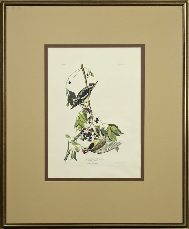 John James Audubon (1785-1851), "Yellow Bellied: John James Audubon (1785-1851), "Yellow Bellied Woodpecker," No. 38, Plate 190, Amsterdam edition, framed, H.- 23 3/4 in., W.- 16 1/2 in.