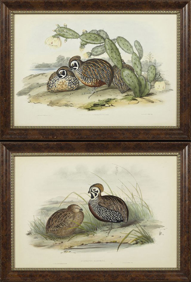 John Gould (1804-1881), and H.C. Richter (1821-1902),: John Gould (1804-1881), and H.C. Richter (1821-1902), "Cyrtonyx Ocellatux (Ocellated Partridge)," and "Cyrtonyx Massena (Massena's Partridge)," 19th c., pair, framed, H.- 14 1/8 in., W.- 20 7/8 in.