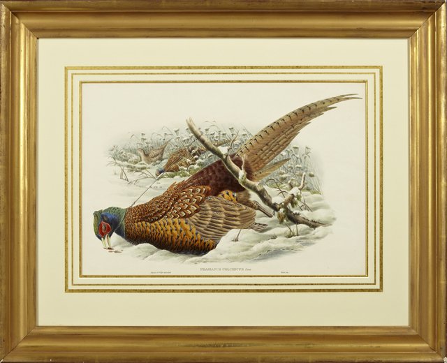 John Gould (1804-1889) and W. Hart (1830-1898),: John Gould (1804-1889) and W. Hart (1830-1898), "Phasiams Colchiccus," 20th c., colored print, presented in a gilt frame, H.- 14 in., W.- 21 in.,