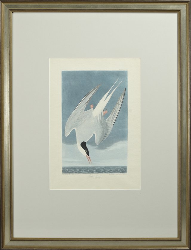 John James Audubon (1785-1851), "Arctic Tern," Plate: John James Audubon (1785-1851), "Arctic Tern," Plate 250, No, 50, 19th c., Havell edition, cut down, presented in a silver frame, H.- 22 in., W.- 15 1/4 in.