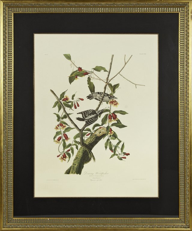 John James Audubon (1785-1851), "Downy Woodpecker," No.: John James Audubon (1785-1851), "Downy Woodpecker," No. 23, Plate 62, 20th c., framed, H.- 31 3/4 in., W.- 23 3/4 in.