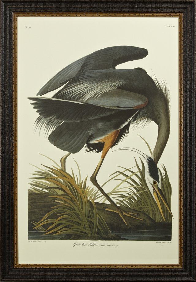 John James Audubon (1785-1851), "Great Blue Heron,": John James Audubon (1785-1851), "Great Blue Heron," Plate 211, No. 43, 20th c., framed, H.- 39 1/4 in., W.- 25 in.