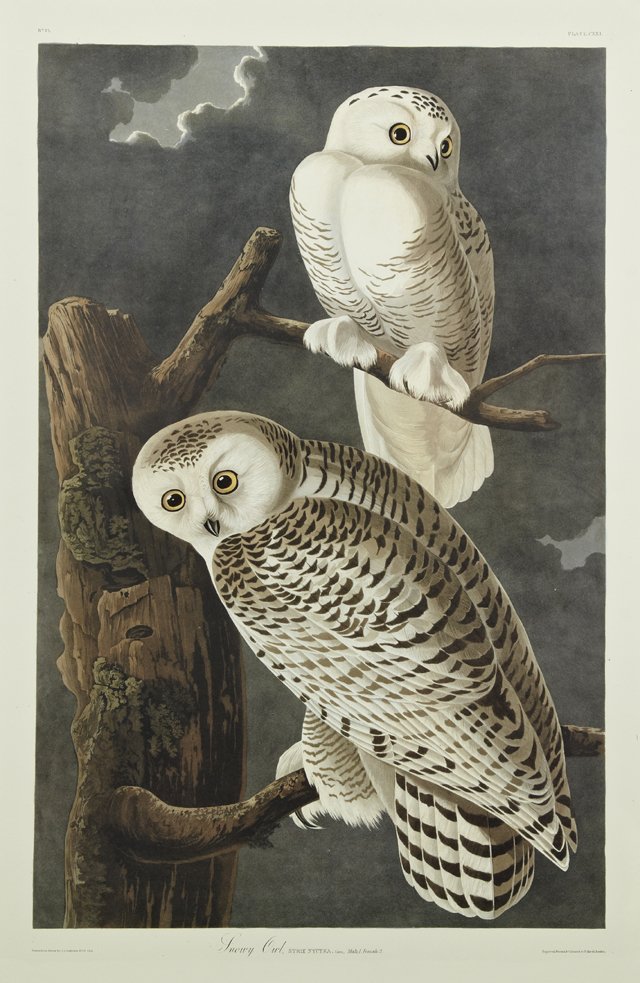 John James Audubon (1785-1851), "Snowy Owl," No. 25,: John James Audubon (1785-1851), "Snowy Owl," No. 25, Plate 121, Abbeville edition, shrink wrapped, H.- 39 3/4 in., W.- 25 7/8 in.
