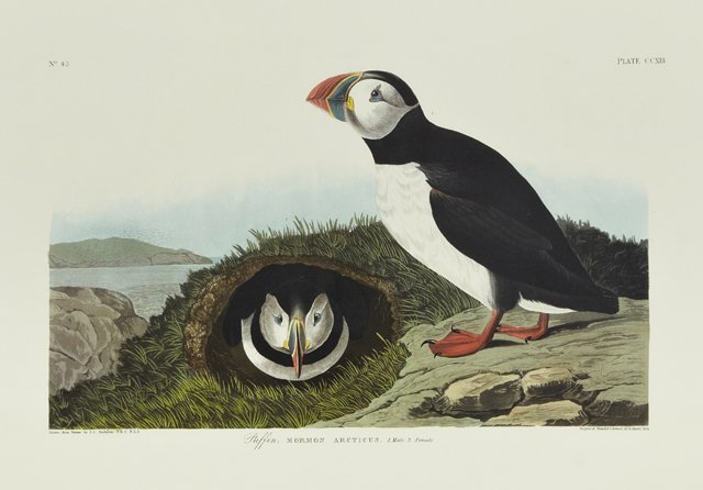 John James Audubon (1785-1851), "Puffin," No. 43, Plate: John James Audubon (1785-1851), "Puffin," No. 43, Plate 213, Abbeville edition, shrink wrapped, H.- 26 in., W.- 39 1/2 in.
