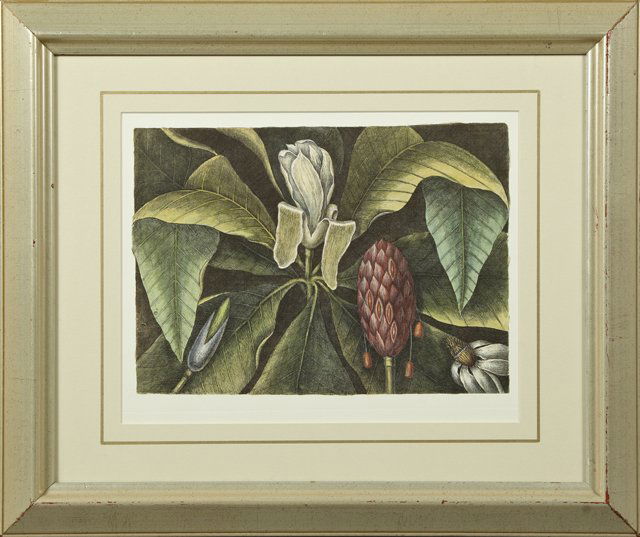 Mark Catesby (1682-1749), "Magnolia," 20th c., colored: Mark Catesby (1682-1749), "Magnolia," 20th c., colored engraving, after the 18th c. original, gilt framed, H.- 12 in., W.- 16 1/2 in.