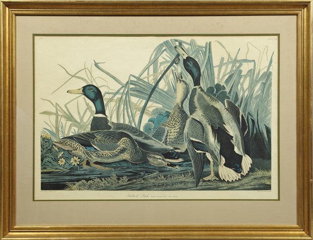 John James Audubon (1785-1851), "Mallard Duck," Plate: John James Audubon (1785-1851), "Mallard Duck," Plate 221, No. 45, Amsterdam edition, presented in a gilt frame, H.- 25 in., W.- 37 1/4 in.