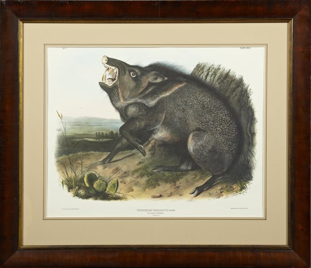 John James Audubon (1785-1851), "Collared Peccary,": John James Audubon (1785-1851), "Collared Peccary," Plate 31, No. 7, from his Quadruped series, framed, H.- 19 in., W.- 24 3/4 in.