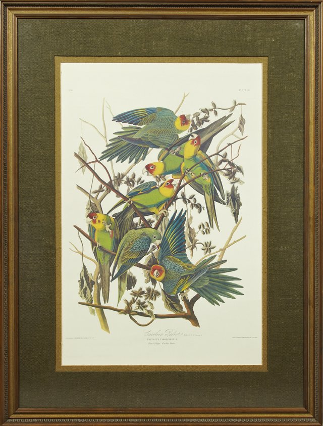 John James Audubon (1785-1851), "Carolina Parrot,": John James Audubon (1785-1851), "Carolina Parrot," Plate 26, No. 6, 20th c., presented in a gilt frame with a green mat, H.- 37 in., W.- 24 1/2 in.