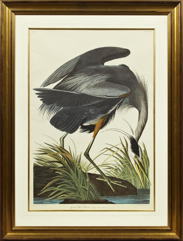 John James Audubon (1785-1851), "Great Blue Heron,": John James Audubon (1785-1851), "Great Blue Heron," Plate 211, No. 43, Amsterdam edition, presented in a gilt frame, H.- 37 1/2 in., W.- 25 1/4 in.