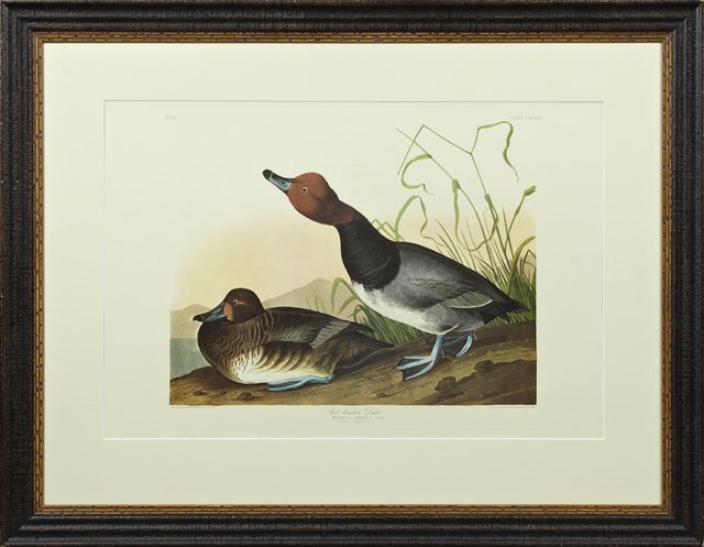 John James Audubon (1785 -1851), "Red-headed Duck," No.: John James Audubon (1785 -1851), "Red-headed Duck," No. 65, Plate 322, Amsterdam edition, presented in an antiqued gilt frame, H.- 21 1/2 in., W.- 27 3/4 in.