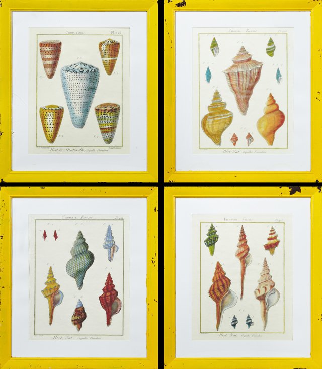 Pierre Joseph Redoute (1759-1840), "Cone," "Fusus,": Pierre Joseph Redoute (1759-1840), "Cone," "Fusus," "Fusus," and "Fusus," 20th c., four colored engravings of seashells, after the originals, from "Histoire Naturelle, Coquilles Univalves," framed, H.