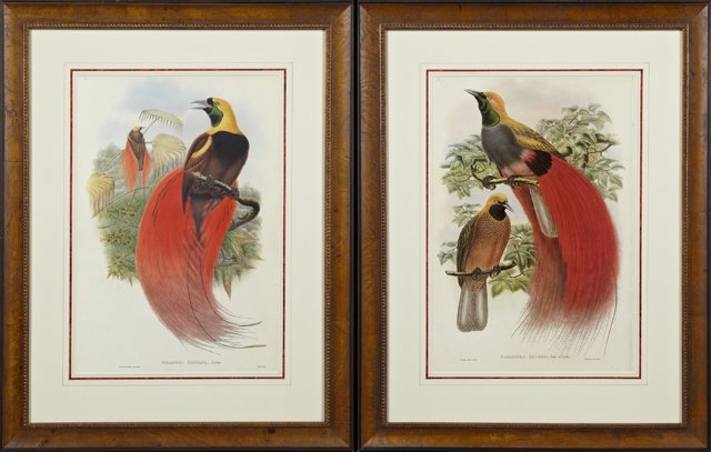 J. Gould and W. Hart, "Paradisea Raggiana," and W. Hart: J. Gould and W. Hart, "Paradisea Raggiana," and W. Hart "Paradisea Decora," 20th c., pair of colored birds of paradise prints, presented in identical frames, H.- 21 3/8 in., W. 14 1/4 in.