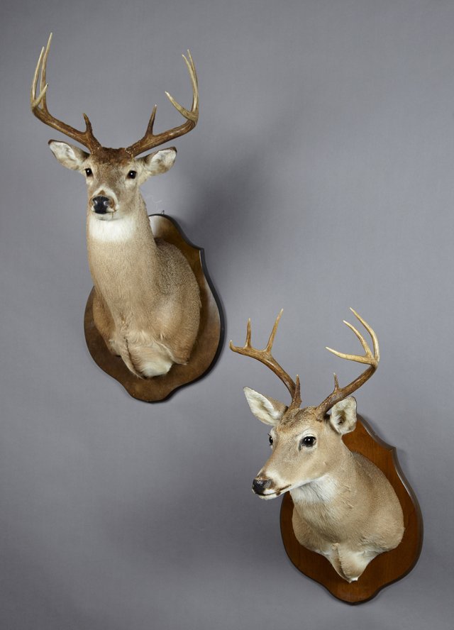 Two Taxidermied Buck Mounts, both 8 points, mounted on: Two Taxidermied Buck Mounts, both 8 points, mounted on shield shaped mahogany back plates, Larger- H.- 37 in., W.- 18 in., D.- 22 in.