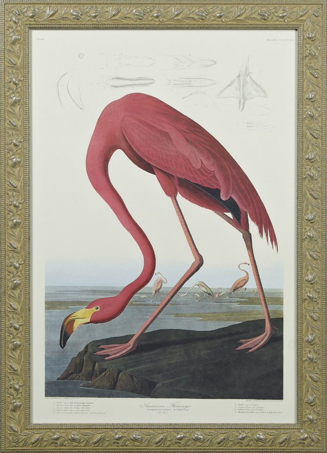 John James Audubon (1785-1851), "American Flamingo,": John James Audubon (1785-1851), "American Flamingo," No. 85, Plate 431, Princeton edition, presented in an aesthetic style relief silvered frame, H.- 38 3/4 in., W.- 25 5/8 in.