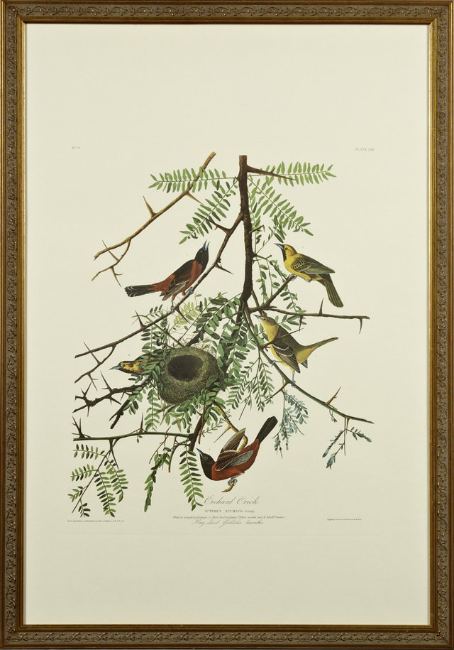 John James Audubon (1785-1851), "Orchard Oriole," No.: John James Audubon (1785-1851), "Orchard Oriole," No. 9, Plate 42, Amsterdam edition, presented in a gilt embossed frame, H.- 39 in., W.- 25 7/8 in.