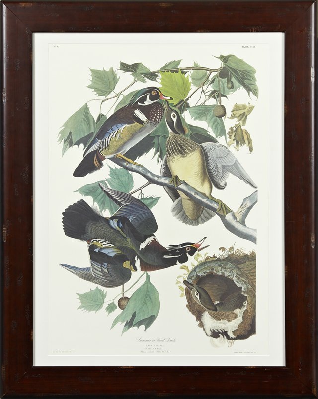 John James Audubon (1785-1851), "Summer or Wood Duck,": John James Audubon (1785-1851), "Summer or Wood Duck," No. 42, Plate 206, Amsterdam edition, presented in a wide mahogany frame, H.- 37 in., W.- 26 in.