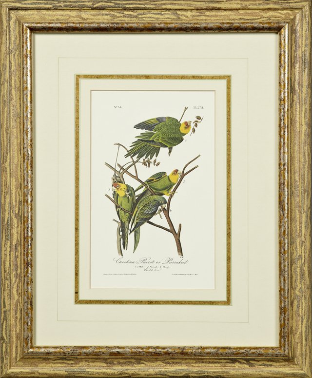 John James Audubon (1785-1851), "Carolina Parrot or: John James Audubon (1785-1851), "Carolina Parrot or Parrakeet," No. 56, Plate 278, 20th c., presented in a gilt frame, H.- 10 1/2 in., W.- 6 1/4 in.