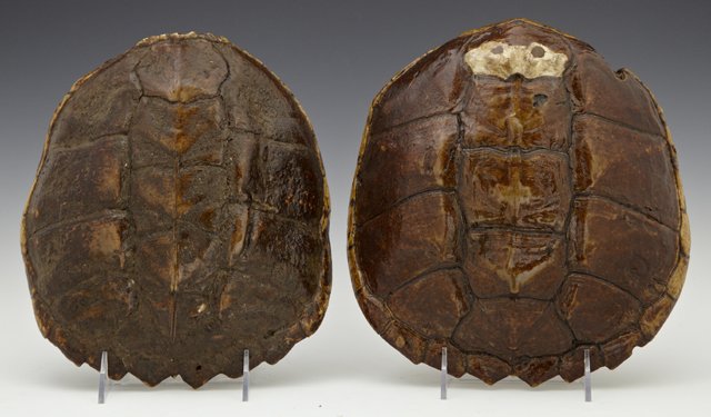 Two Louisiana Snapping Turtle Shells, Largest- H.- 3: Two Louisiana Snapping Turtle Shells, Largest- H.- 3 1/2 in., W.- 9 in., D.- 9 1/4 in.