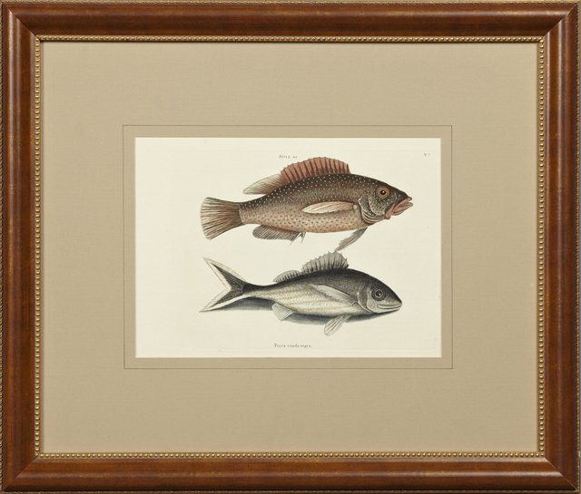 Mark Catesby (1683-1749), "Perca," c. 1740,: Mark Catesby (1683-1749), "Perca," c. 1740, hand-colored engraving presented in a brown frame with a beaded gilt liner, H.- 10 in., W.- 13 3/4 in.