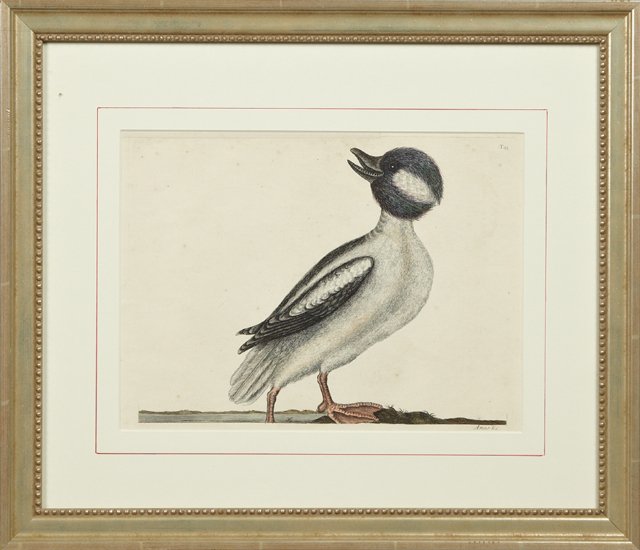 Mark Catesby (1683-1749), "Anas Minor" [The Buffel's: Mark Catesby (1683-1749), "Anas Minor" [The Buffel's Head Duck], circa 1748-1756, hand colored engraving, presented in a silver gilt frame with a beaded liner, H.- 10 1/2 in., W.- 14 1/4 in.