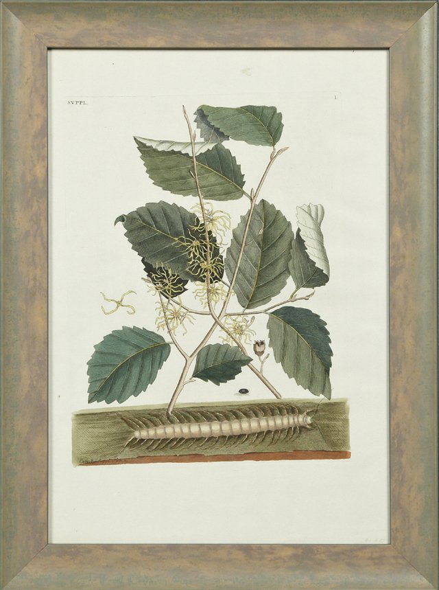 Mark Catesby (1683-1749), "Catashia Suppl Tab," c.: Mark Catesby (1683-1749), "Catashia Suppl Tab," c. 1740, hand-colored engraving, presented in a green and brown frame, H.- 18 1/2 in., W.- 12 1/2 in.