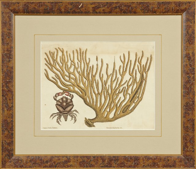 Mark Catesby (1679-1749), "Cancer Chelis Rubis," 1731,: Mark Catesby (1679-1749), "Cancer Chelis Rubis," 1731, hand colored engraving of crab and coral, framed, H.- 10 3/4 in., W.- 13 3/4 in.
