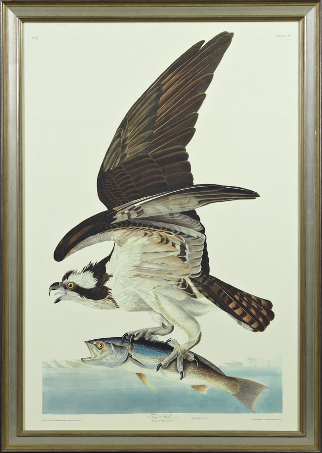 John James Audubon (1785-1851), "Fish Hawk," No. 17, (1 of 1)